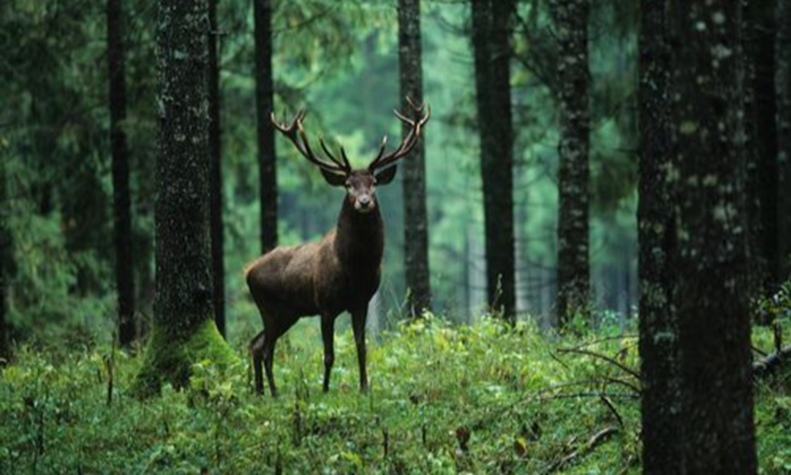 Protection des arbres PlantaGard anti-abroutissement