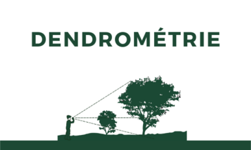 Dendrometrie